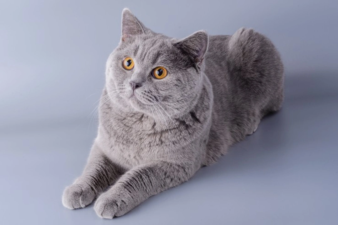 5 FAQs About the Physical Attributes of Cats