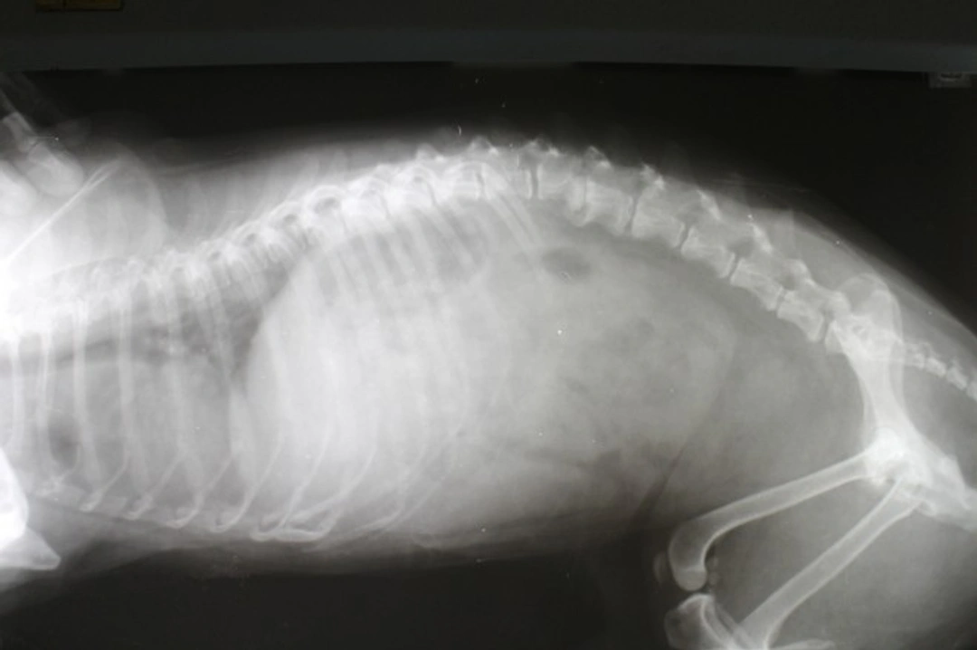 Dog (Canine) X-rays: Safe Diagnostics Explained