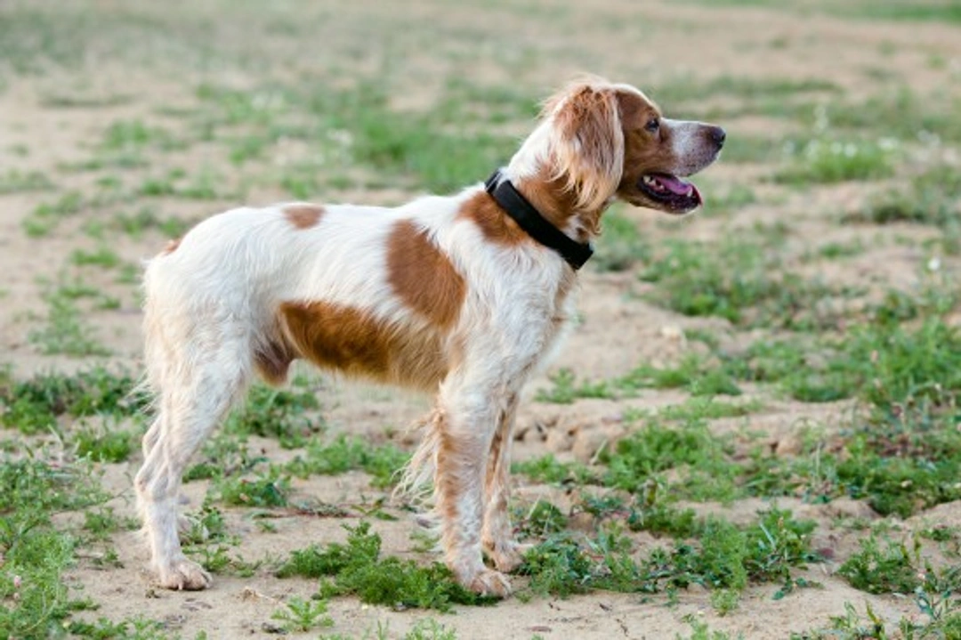 Hereditary Health and Conformation of the Brittany Spaniel