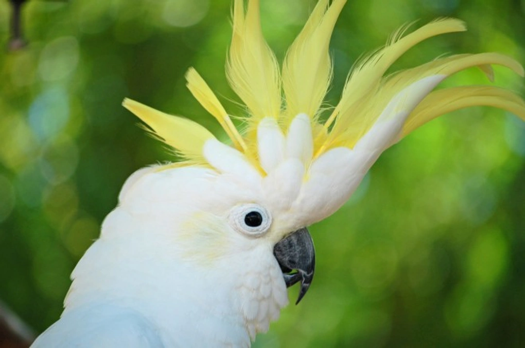 Cockatoos: Affectionate Parrots for Dedicated Owners