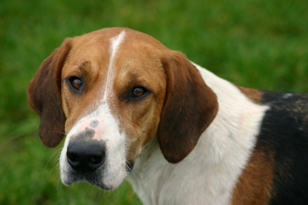 Can a foxhound make a good domestic pet?