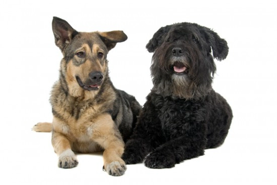 Mixed Breed vs Purebred Dogs: Pros, Cons & Making the Right Choice