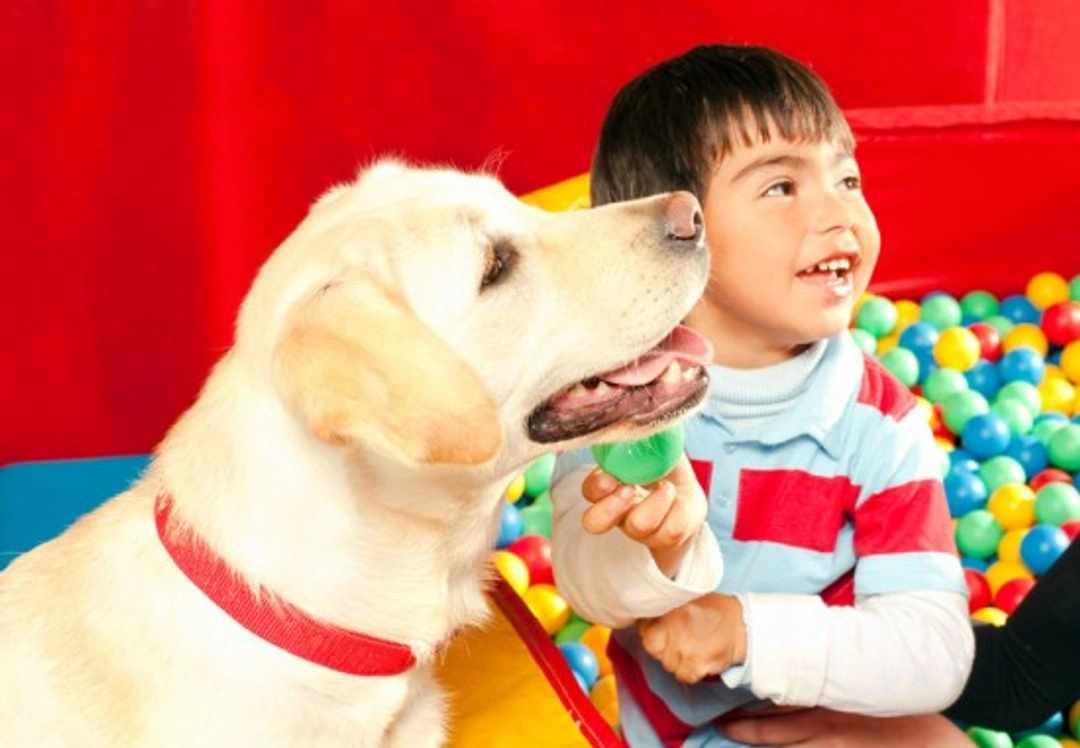 All About Therapy Dogs: A Complete Guide to Roles and Training