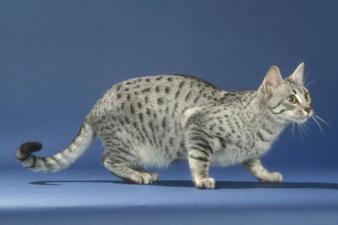 The Egyptian Mau Cat Breed: Rare Spotted Beauty & History