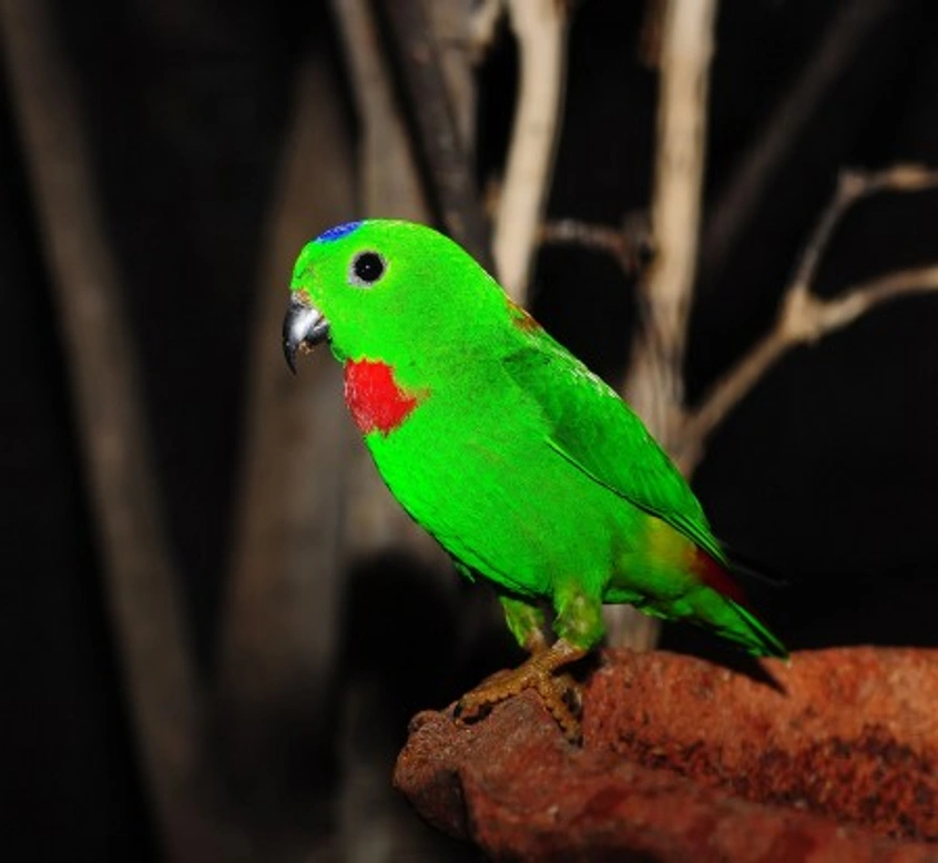 Blue-crowned Hanging Parrot Care and Facts Guide