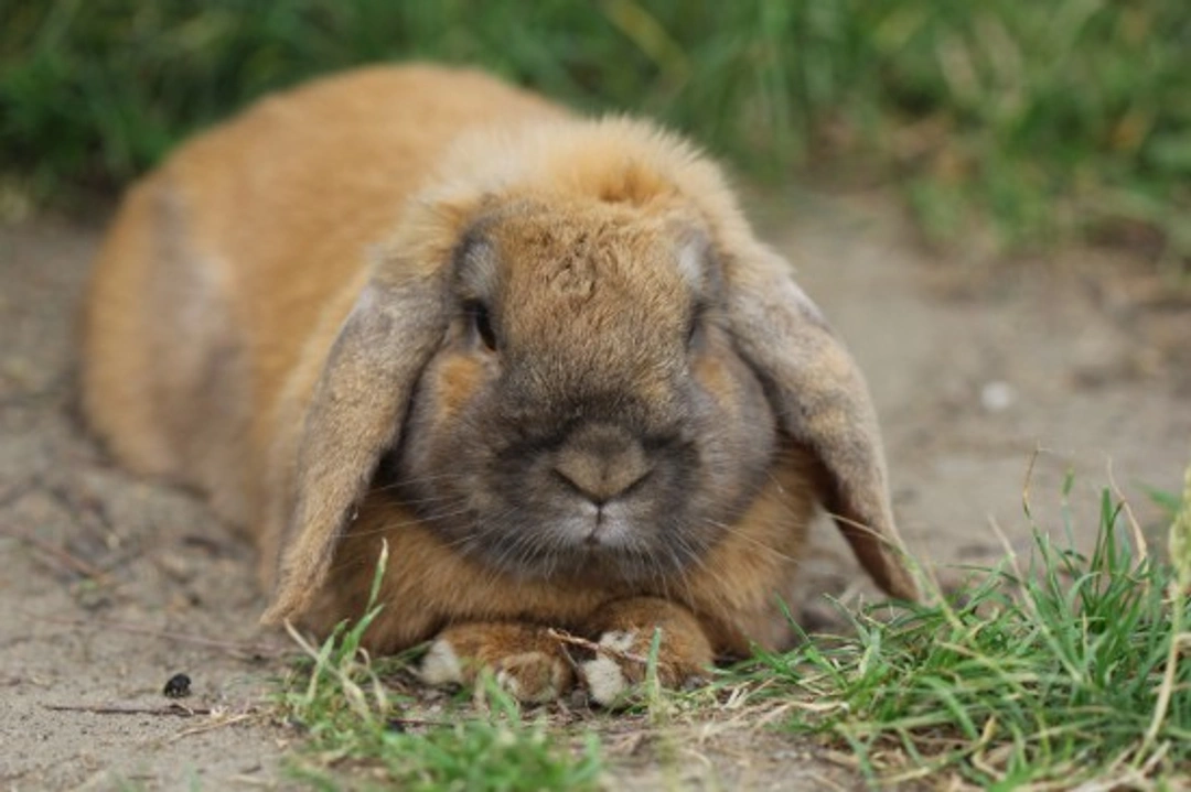 10 Tips to Keep Your Rabbit Happy and Healthy for Life