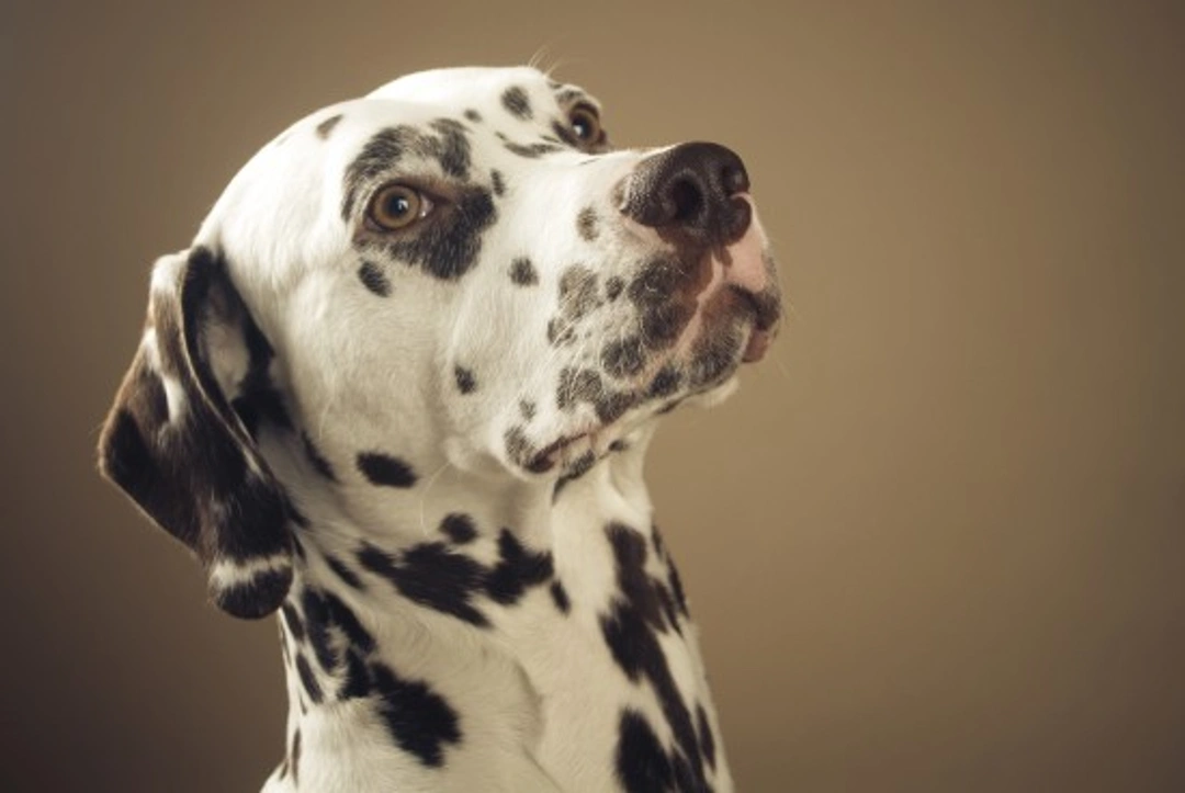 Dalmatian Deafness and Colour Genetics Explained
