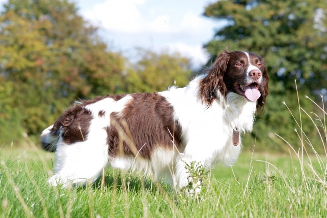 Complete Guide to Training Your Springer Spaniel Right