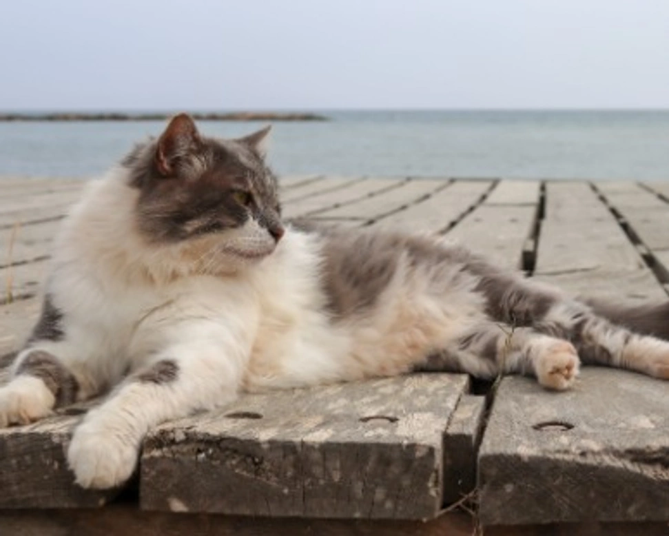 Associazioni animali: Gli Amici di Romeo