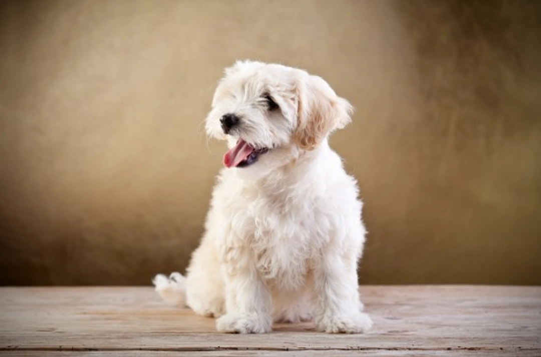 Top Tips to Manage Allergies in Bichon Frise Dogs