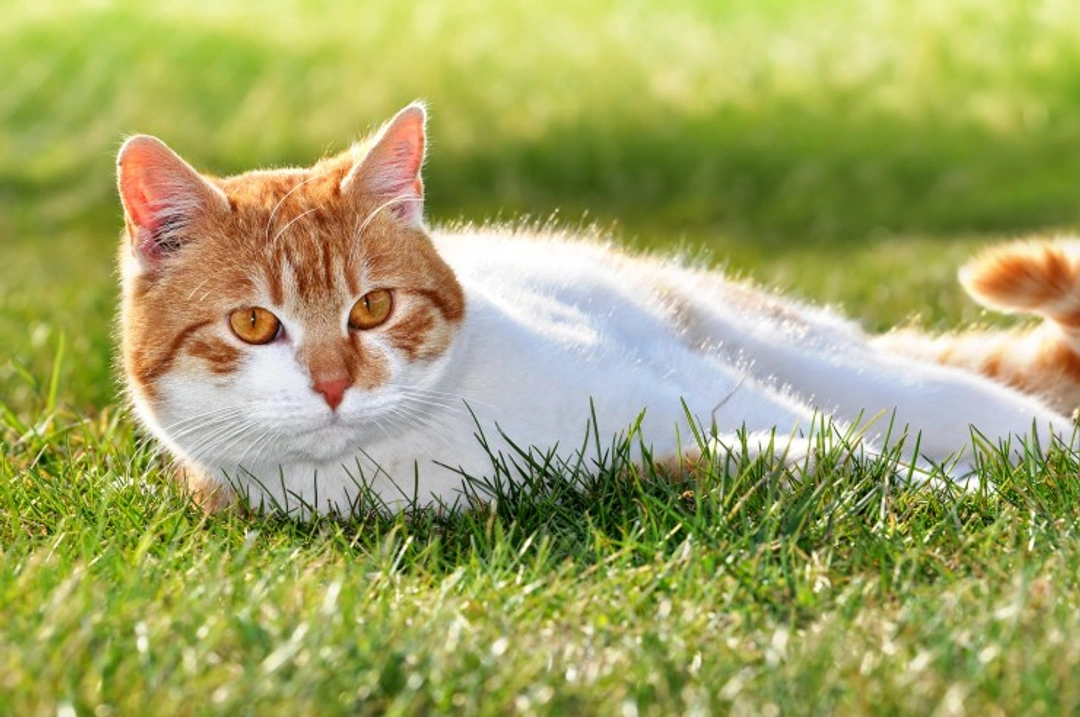 6 Safe Ways to Keep Cats Out of Your Garden Areas
