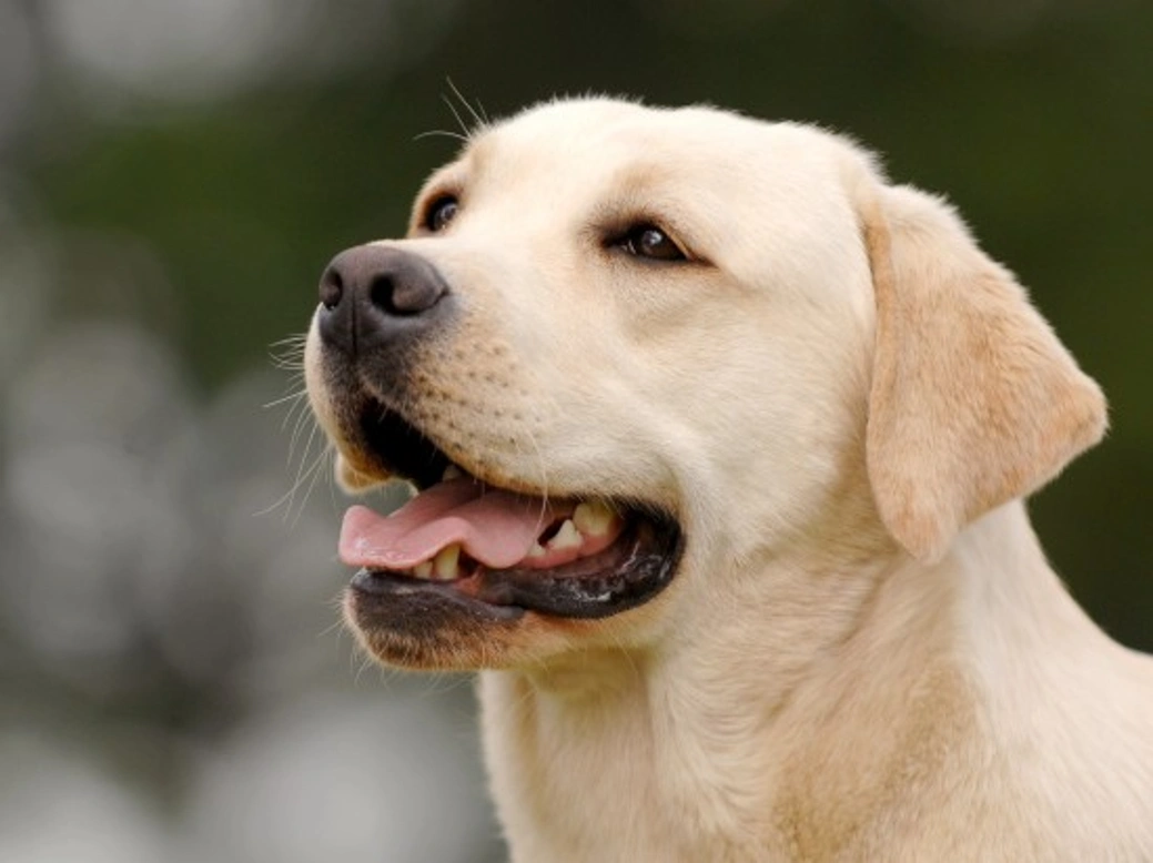 10 Ways to Make Your Dog Happy and Healthy