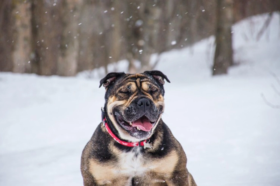 5 Key Questions on Caring for Dogs During Winter