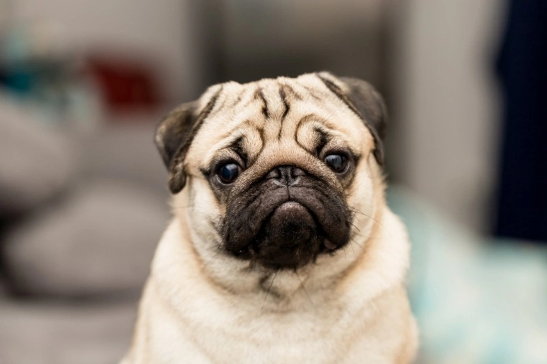 Is Pug Popularity Declining in the US? 2025 Update