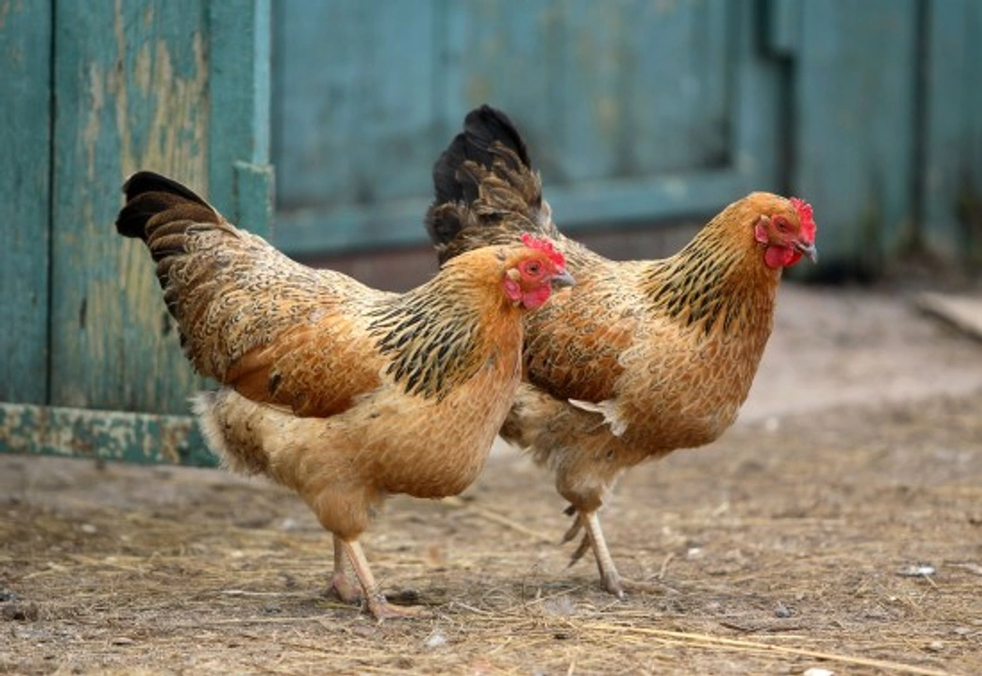 Chickens: How To Keep Lice and Mites at Bay