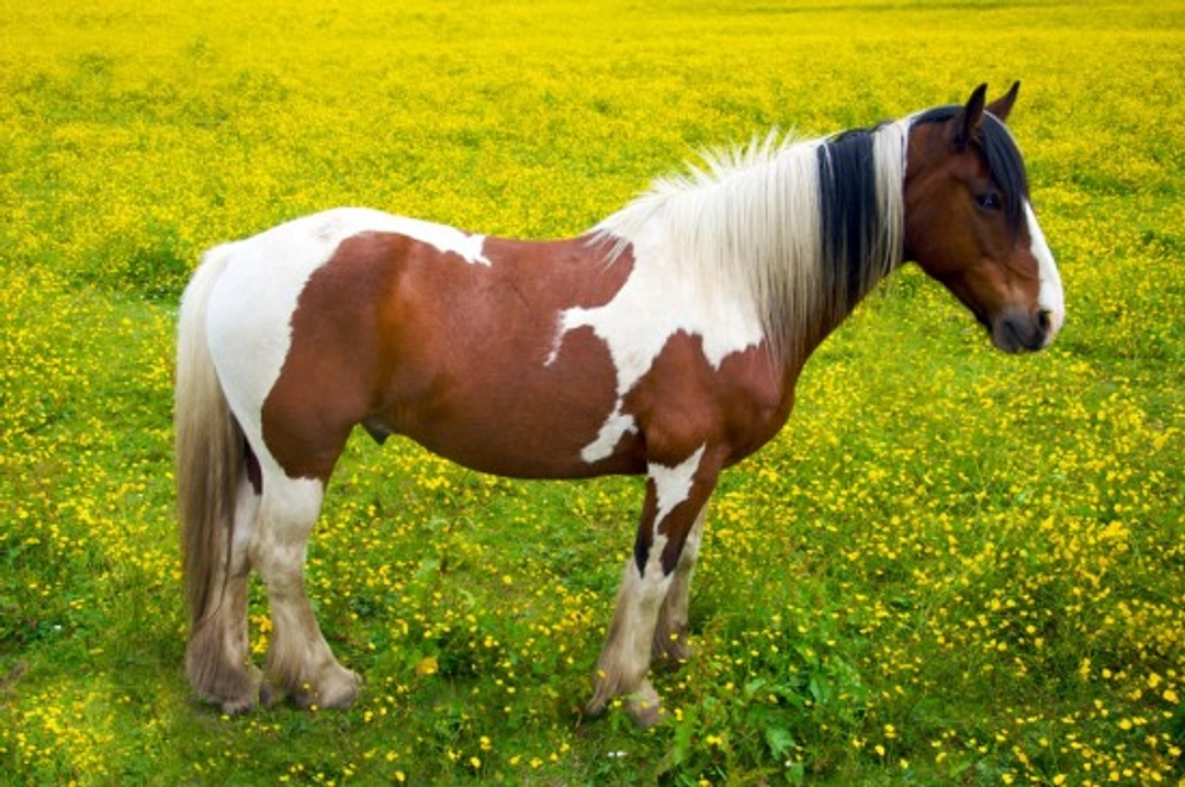 Horse and Pony Basics: Colours, Types and Markings Explained