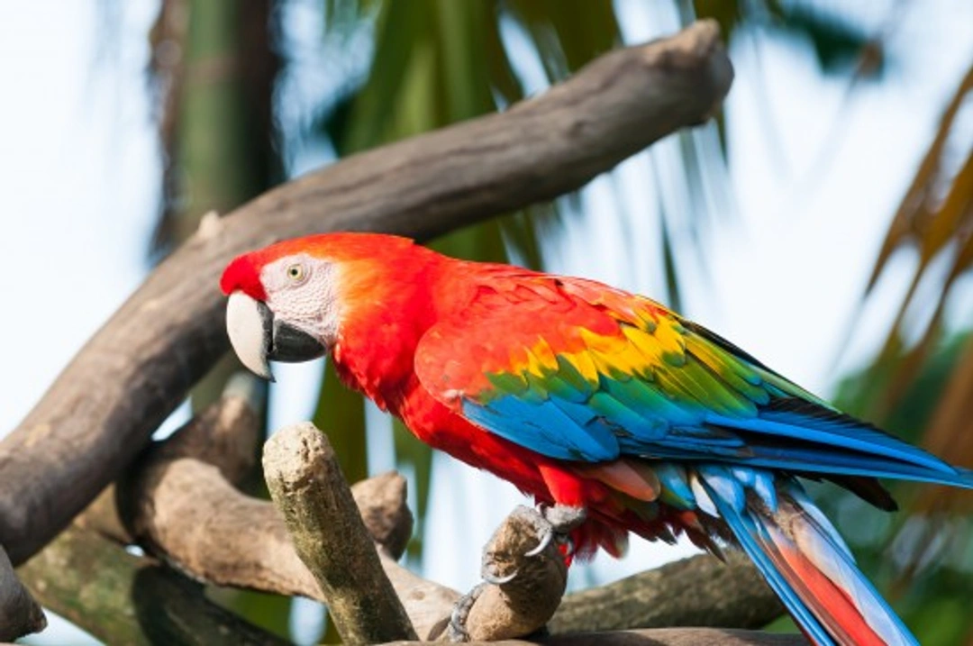The Scarlet Macaw: Caring for a Vibrant Parrot Companion
