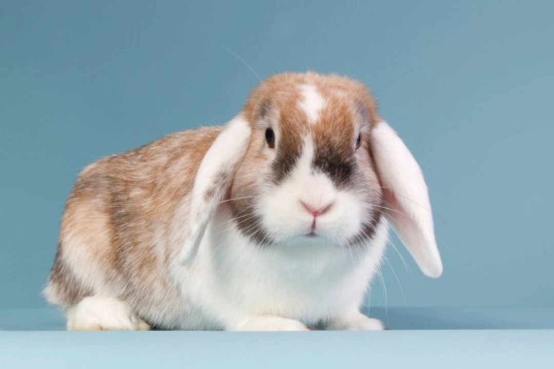 8 Conditions That Affect Pet Rabbits: Key Signs & Care