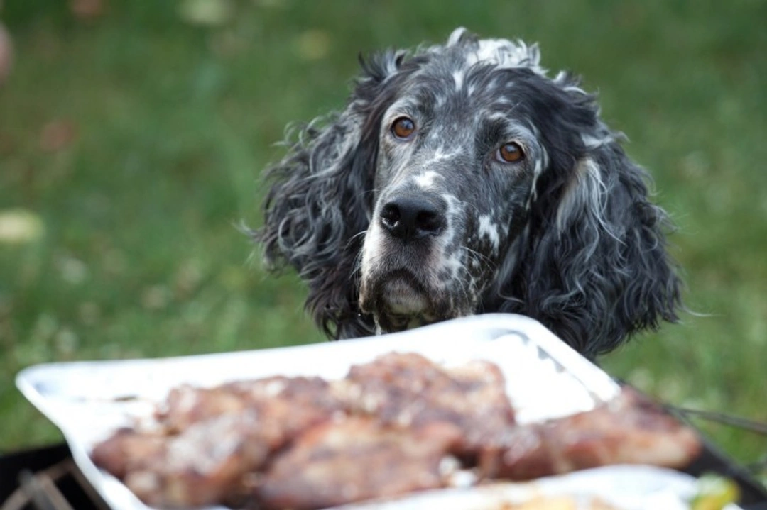 5 Seemingly Safe Barbecue Foods Your Dog Shouldn’t Eat