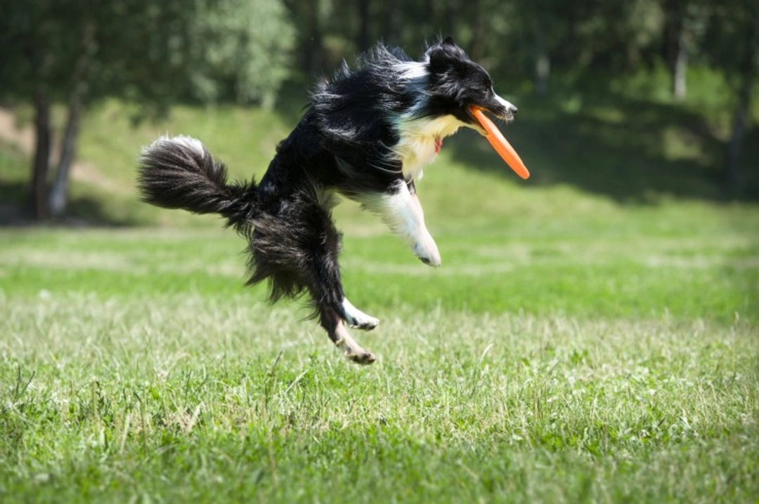 Understanding Your Dog's Energy Level: What to Consider