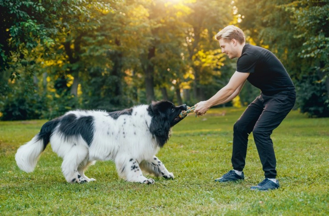 5 Common Canine Behavioural Problems You're Making Worse