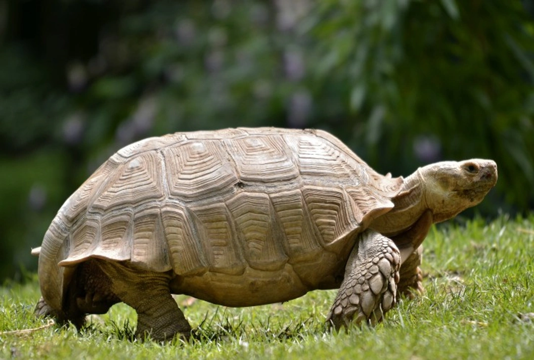 Key Considerations When Buying a Long-Lived Pet