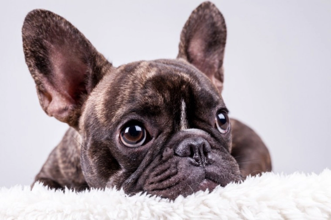 5 Unexpected Health Conditions Behind Your Dog’s Cough