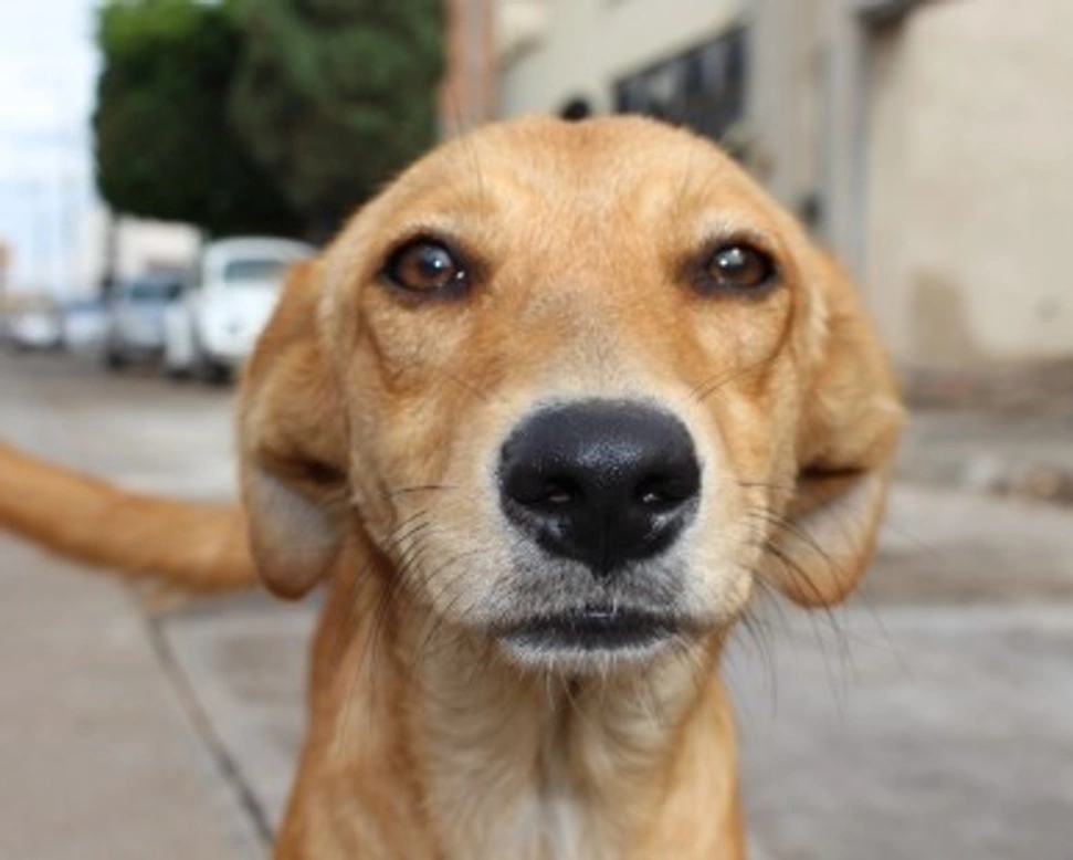 Acquistare o adottare un cucciolo o un cane?