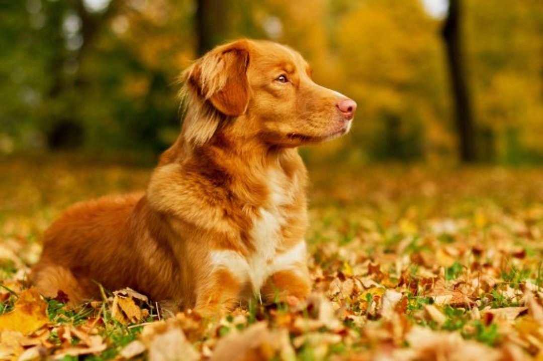 Silent Heat in Dogs: Symptoms, Causes & What to Do