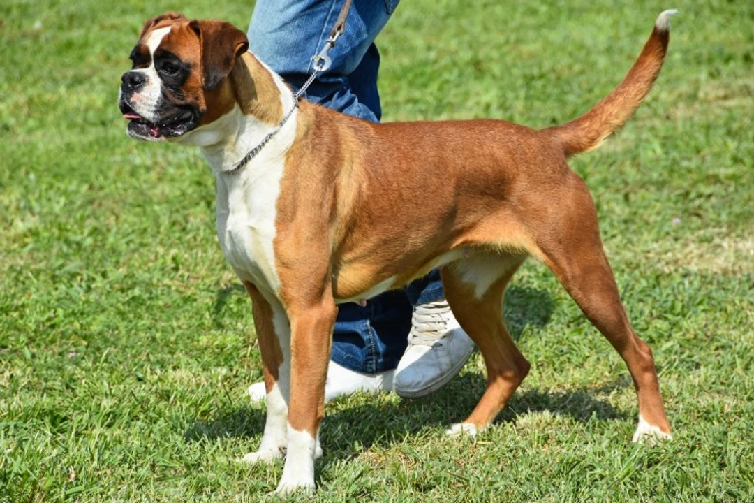 Breed Club Testing for Aortic Stenosis in Dogs