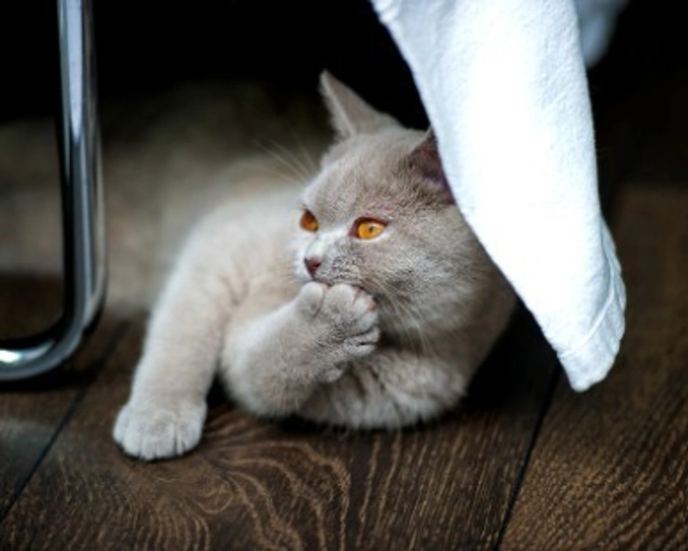 British Shorthair: colore, carattere e costo dei cuccioli