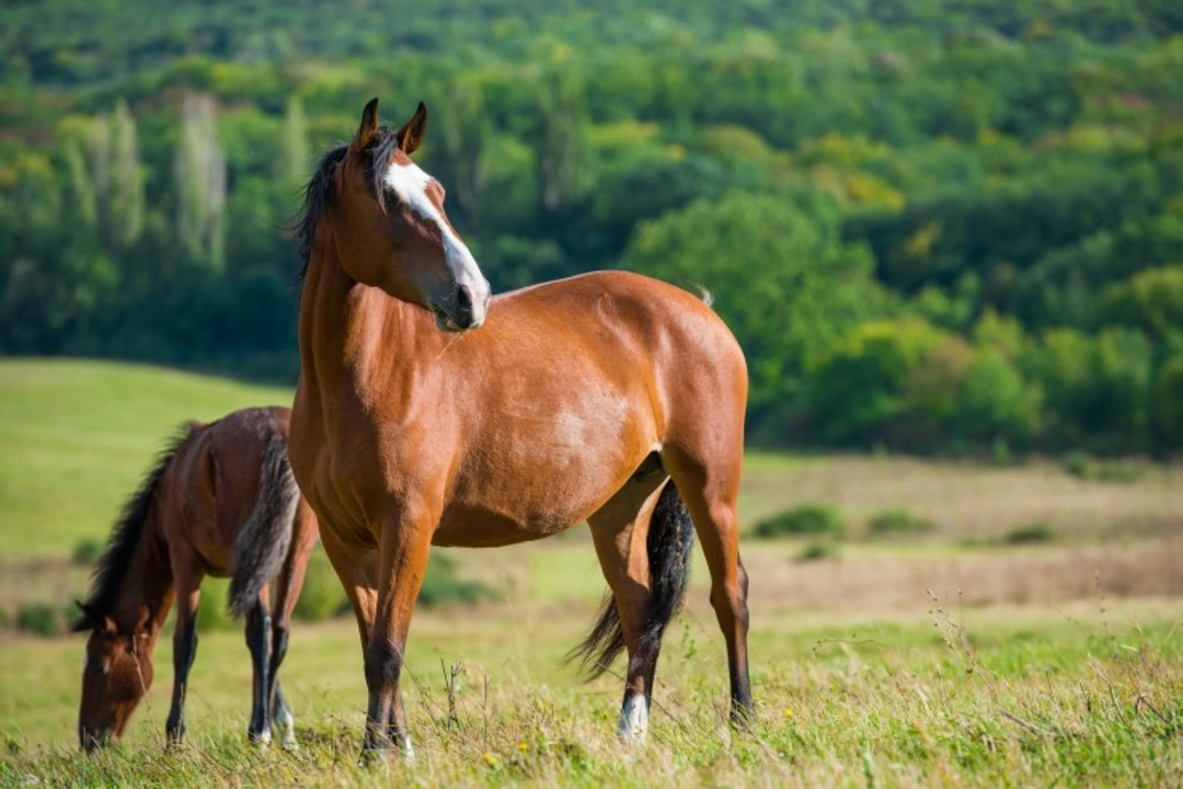 Insect Bites in Horses: Causes, Symptoms & Care