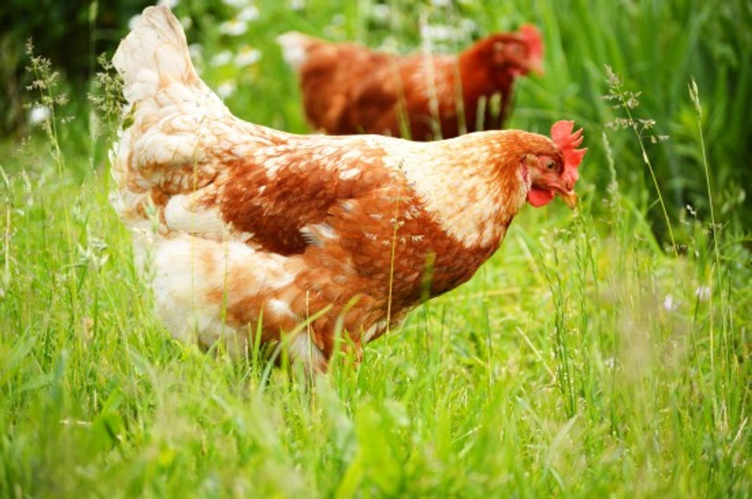 Keeping Chickens: Summer Makeover for Healthy Birds