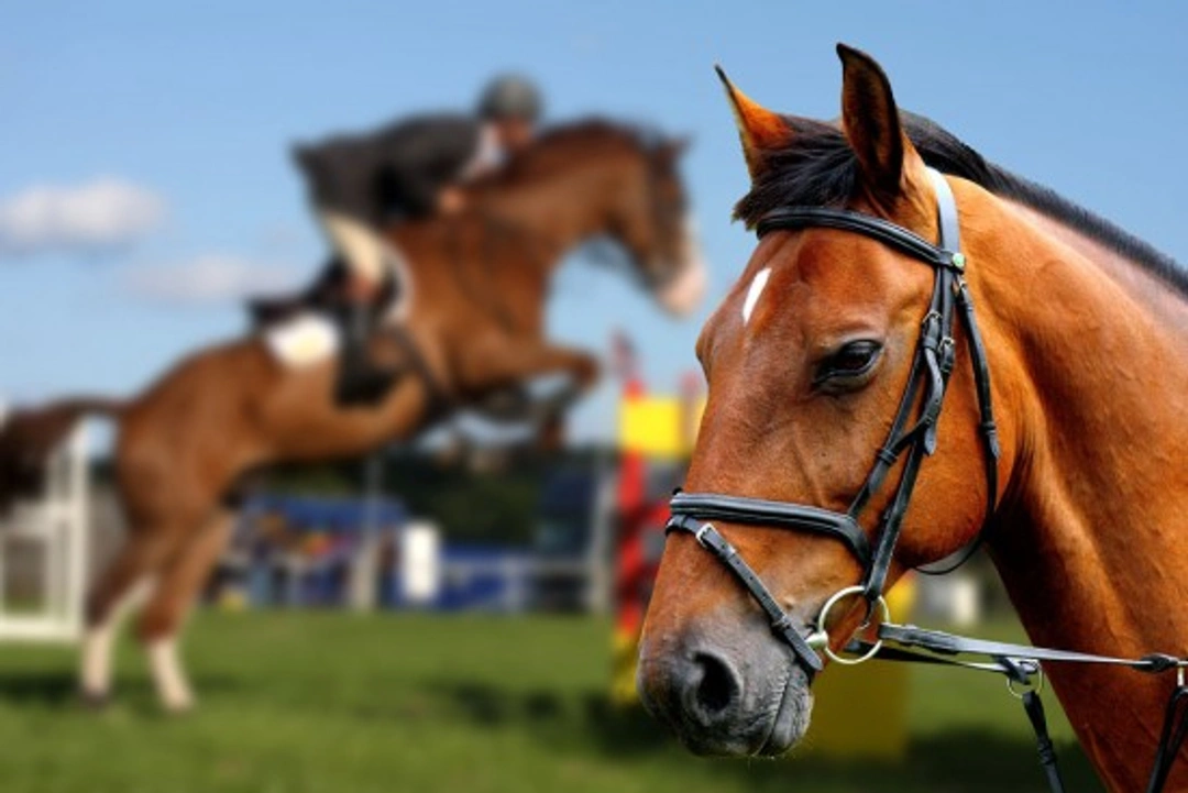 Show Jumping: History, Rules & Key Facts
