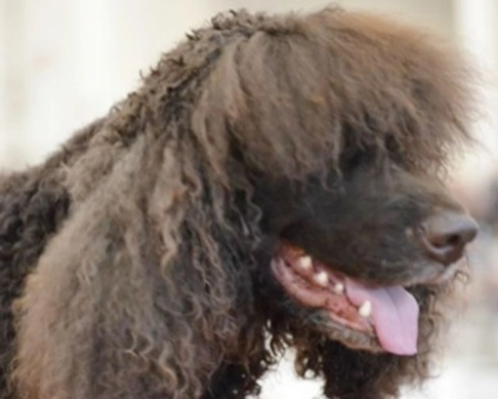 Le tante virtù e le grandi qualità dell'Irish Water Spaniel