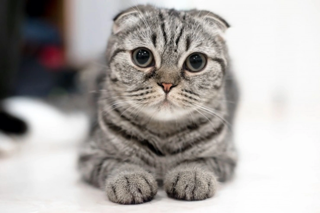 Five Common Myths About Cats Debunked