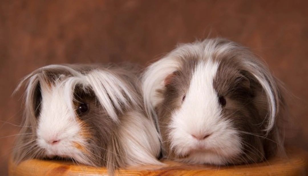 Guinea Pig Care: Essential Tips for Happy, Healthy Pets