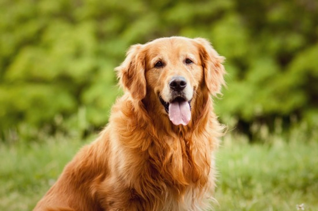 Diabetic ketoacidosis in dogs and cats: symptoms and treatment