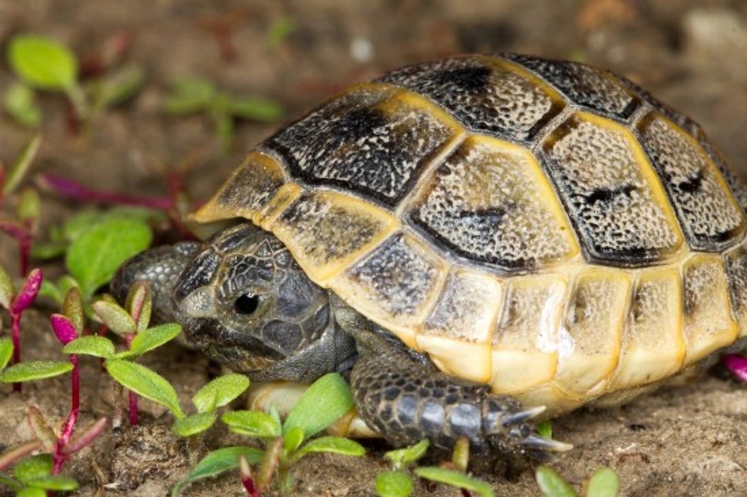 Common Health Issues in Tortoises: Care & Prevention Tips