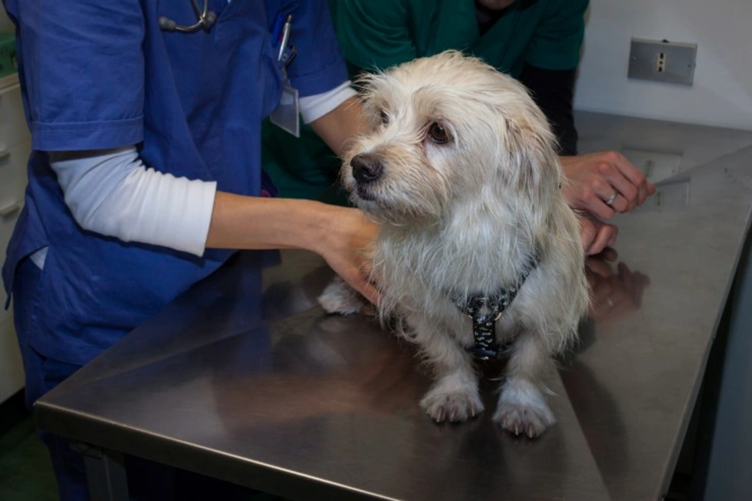5 Key Types of Veterinary Specialists and Their Roles