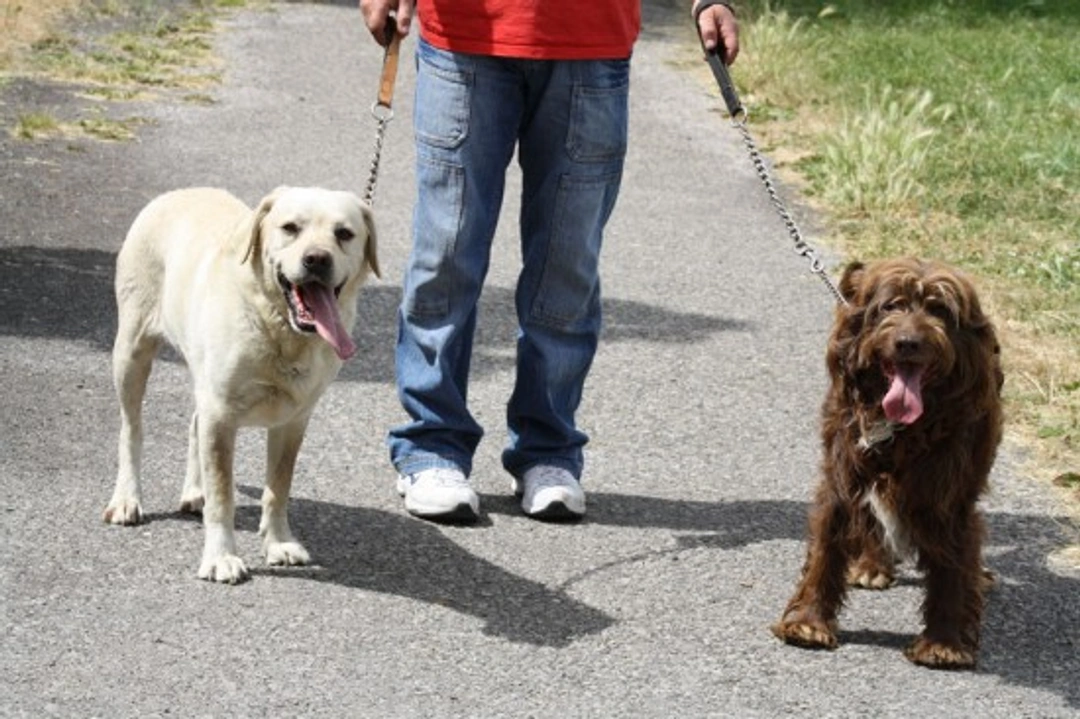 How to Choose the Right Dog Walker