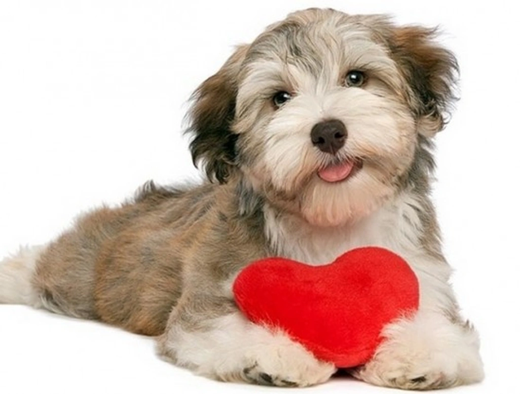 5 enfermedades comunes en perros que pueden ser causadas por una alimentación inadecuada