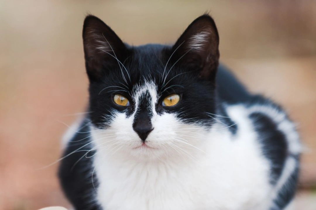 10 Fascinating Facts About Black and White Cats
