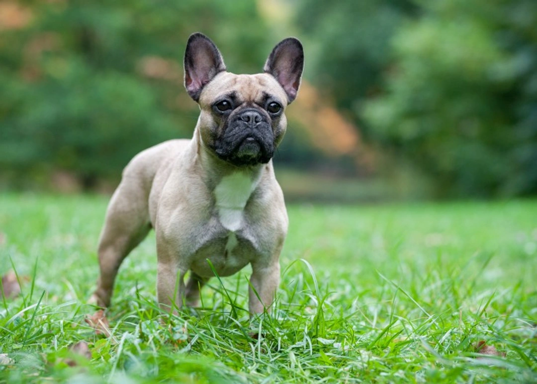 French Bulldog Health Certification: Bronze, Silver, Gold Explained