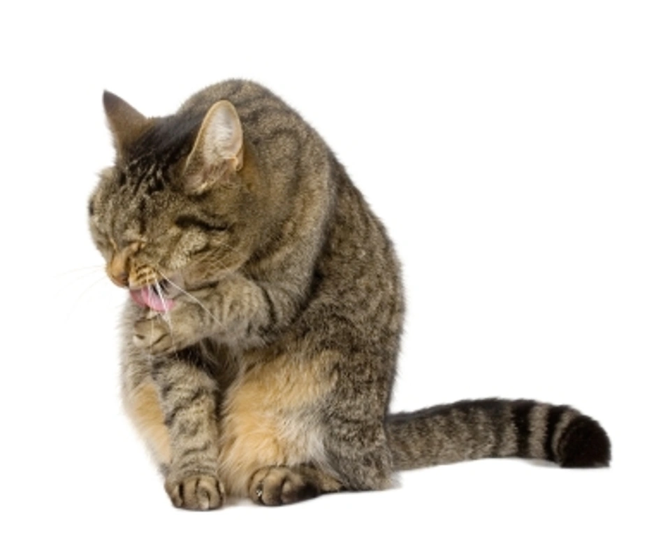 Las bolas de pelo en los gatos (tricobezoares)