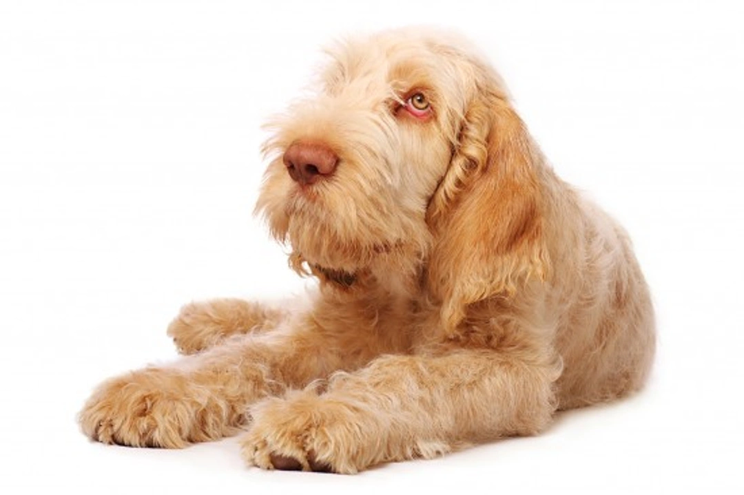 Italian Spinone hereditary health and longevity guide