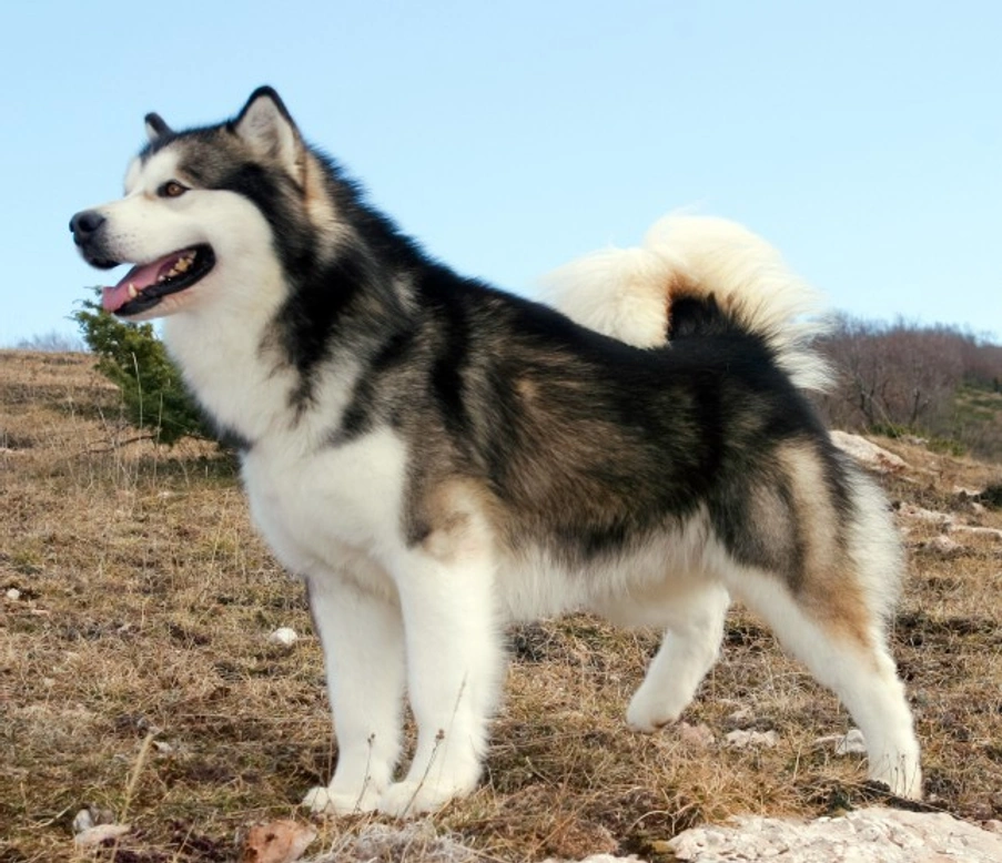 Why Alaskan Malamutes Excel as Cold Weather Working Dogs