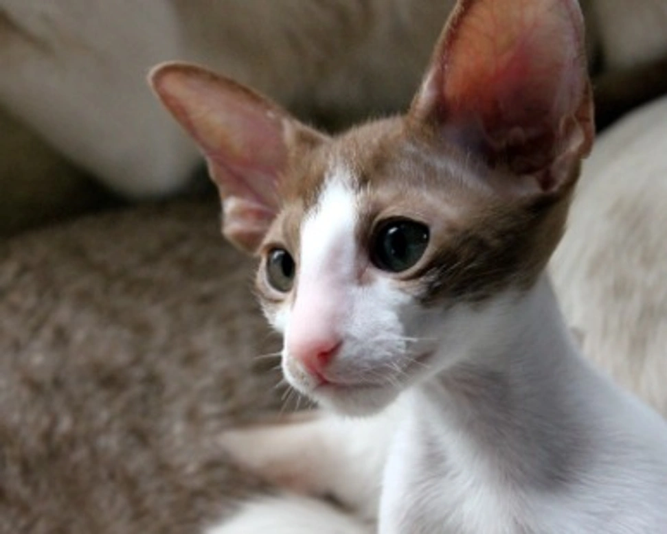 Orientale a pelo corto: carattere e prezzo di questa razza di gatto