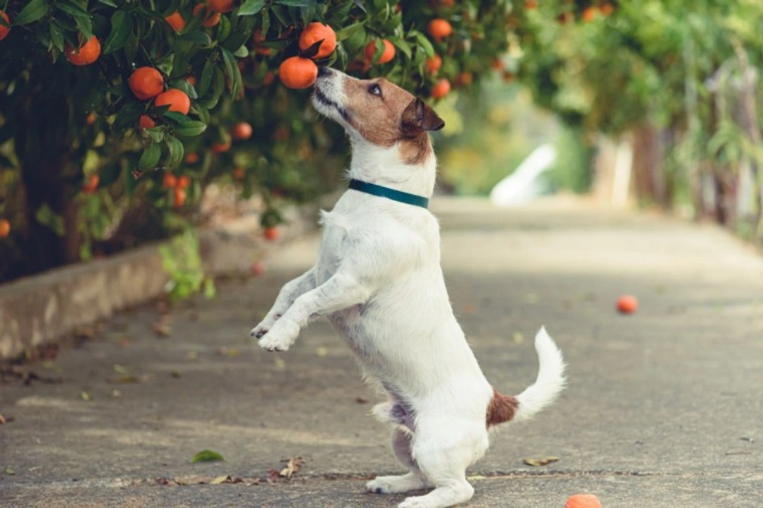 Dog-Friendly Fruit Trees UK: Safe Fruits for Dogs in 2025