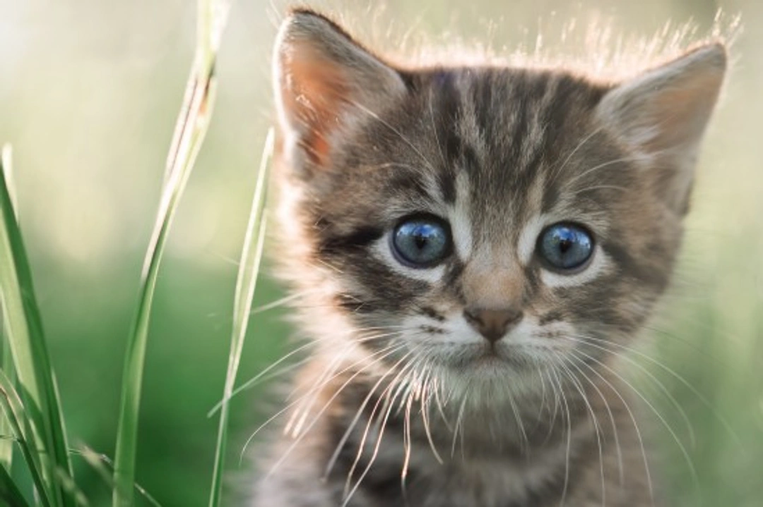 Kitten Emergencies: Key Signs to Spot Urgent Issues